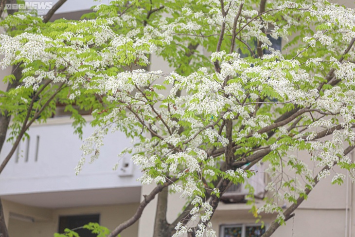 Hanoi Sua Flower Season – The Pure Beauty Of March