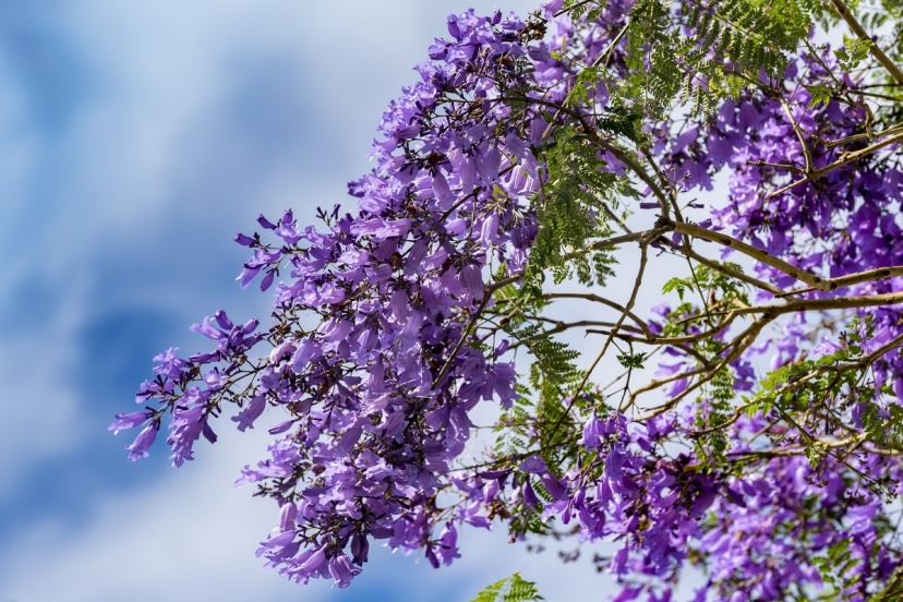 The Purple Flamboyant Flower Season In Da Lat: A Romantic Hue Of Love