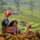 Private Full Day Sapa Valley Trekking Tour