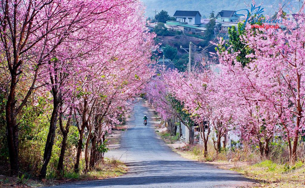 Da-Lat-Cherry-Blossom-Beautiful-in-Pink-Vietnam-Travel-Group