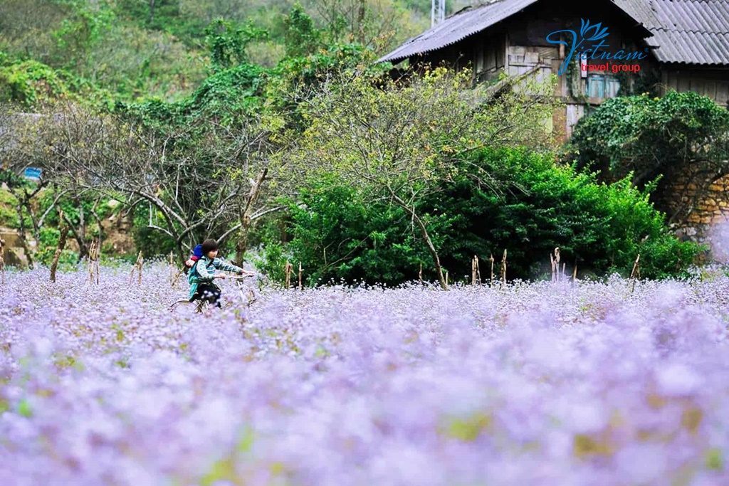 Child-biking-on-ban-flower-field-moc-chau-vietnam-travel-group