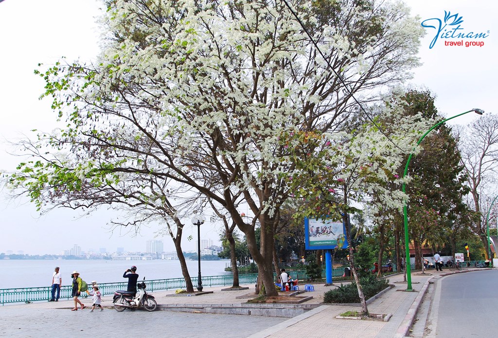 alstonia-flower-Hanoi-Capital-Vietnam-Travel-Group