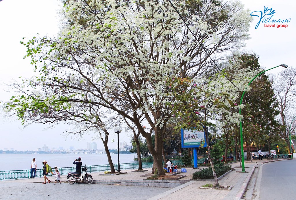 alstonia-flower-Hanoi-Capital-Vietnam-Travel-Group