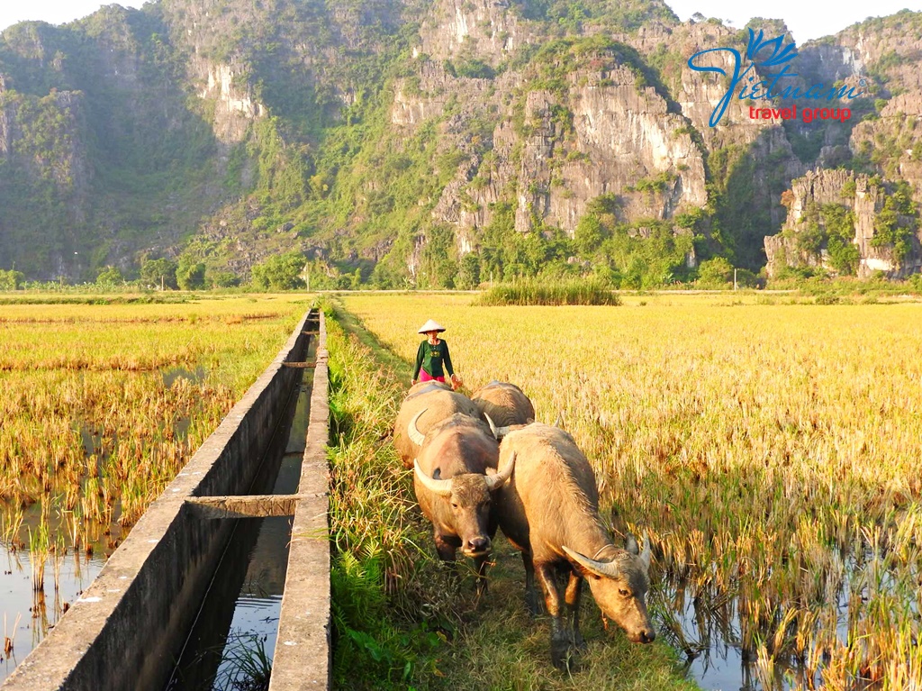 Ninh-Binh-Rice-Paddy-Field-Vietnam-Travel-Group