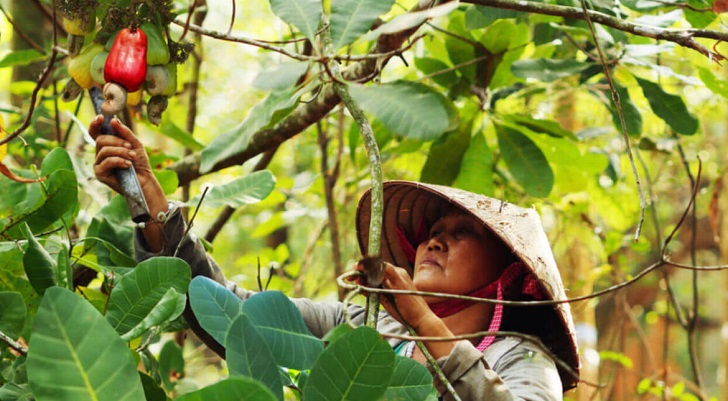 Vietnam ranks among the world's largest exporters of cashew nuts and black pepper.