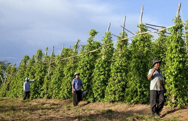 pepper farms Kampot